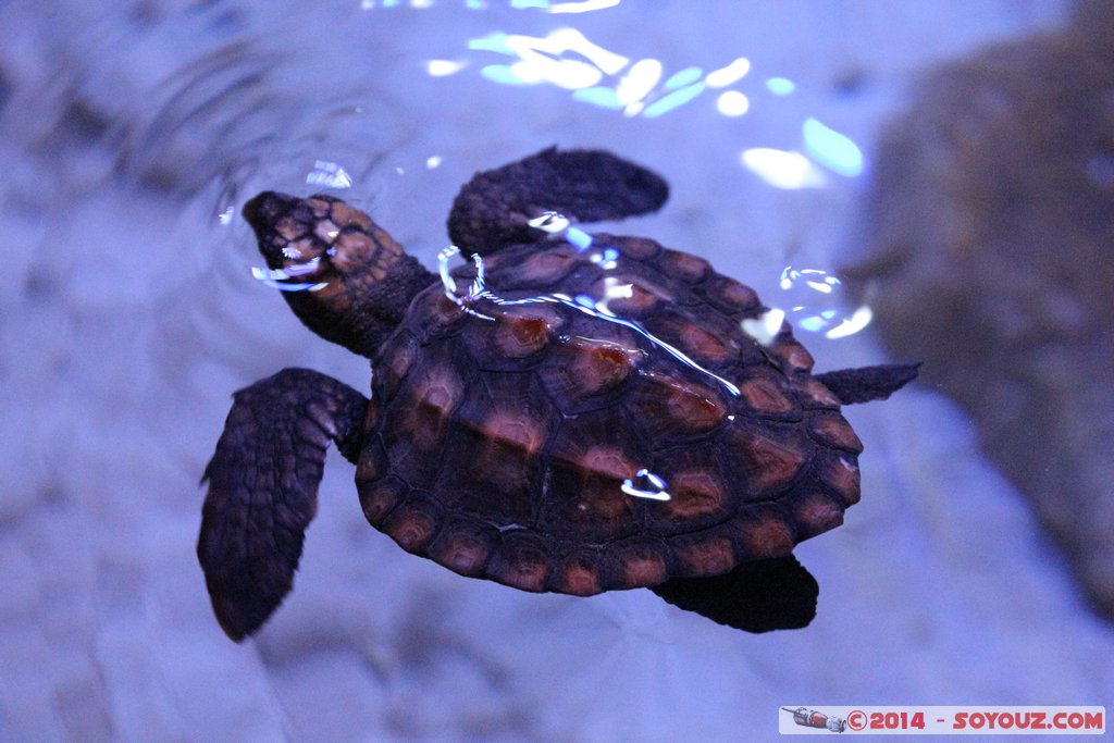 Shark Bay - Sea Turtle
Mots-clés: AUS Australie Denham geo:lat=-25.98024713 geo:lon=113.55985222 geotagged Western Australia sous-marin animals Tortue