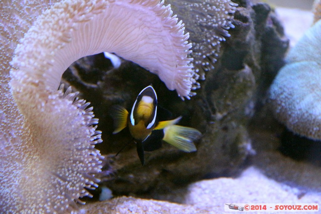 Shark Bay - Clown Fish
Mots-clés: AUS Australie Denham geo:lat=-25.98037760 geo:lon=113.55980120 geotagged Western Australia sous-marin animals Poisson Poisson clown