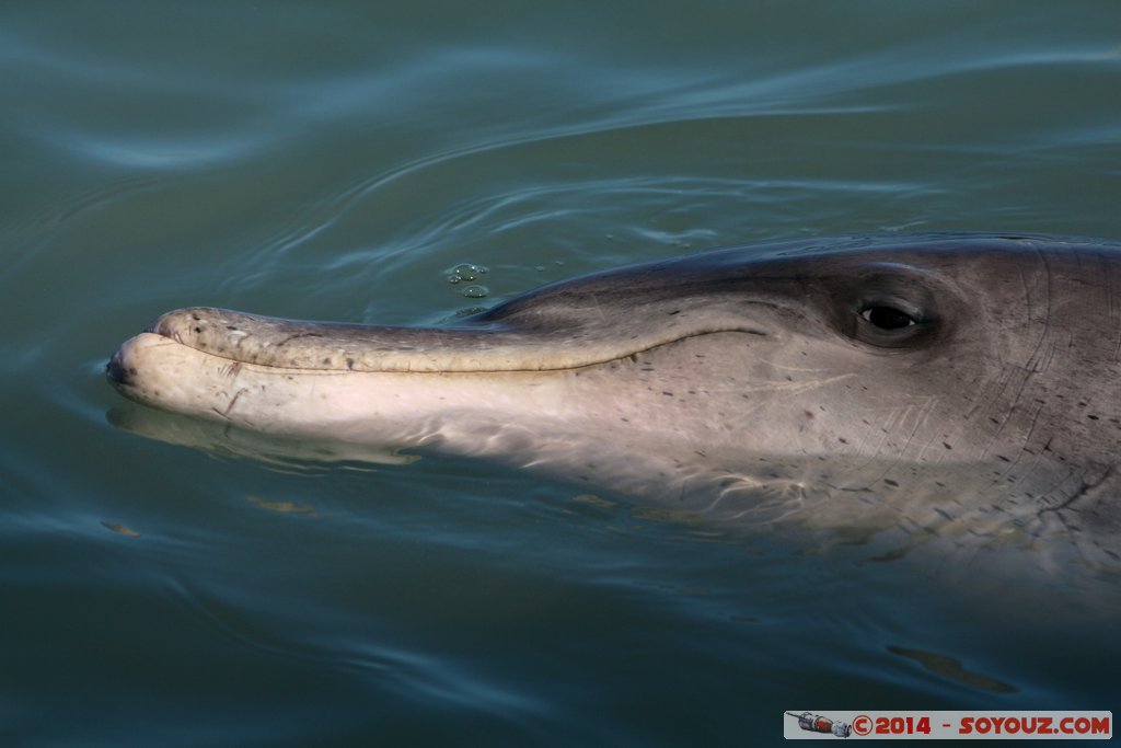 Shark Bay - Monkey Mia - Dolphin
Mots-clés: AUS Australie geo:lat=-25.79295903 geo:lon=113.71969262 geotagged Monkey Mia State of Western Australia Western Australia animals Dauphin patrimoine unesco