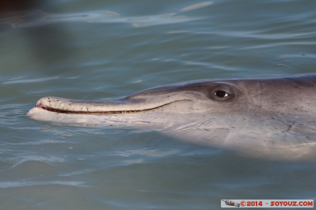 Shark Bay - Monkey Mia - Dolphin
Mots-clés: AUS Australie geo:lat=-25.79296037 geo:lon=113.71969258 geotagged Monkey Mia State of Western Australia Western Australia animals Dauphin patrimoine unesco