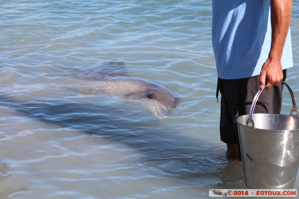 Shark Bay - Monkey Mia - Dolphin
Mots-clés: AUS Australie geo:lat=-25.79300660 geo:lon=113.71973306 geotagged Monkey Mia State of Western Australia Western Australia animals Dauphin patrimoine unesco