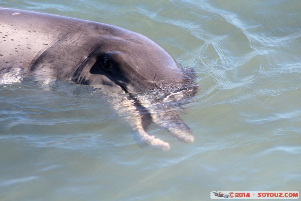 Shark Bay - Monkey Mia - Dolphin
Mots-clés: AUS Australie geo:lat=-25.79300842 geo:lon=113.71973413 geotagged Monkey Mia State of Western Australia Western Australia animals Dauphin patrimoine unesco