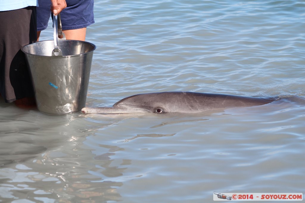 Shark Bay - Monkey Mia - Dolphin
Mots-clés: AUS Australie geo:lat=-25.79302249 geo:lon=113.71974240 geotagged Monkey Mia State of Western Australia Western Australia animals Dauphin patrimoine unesco