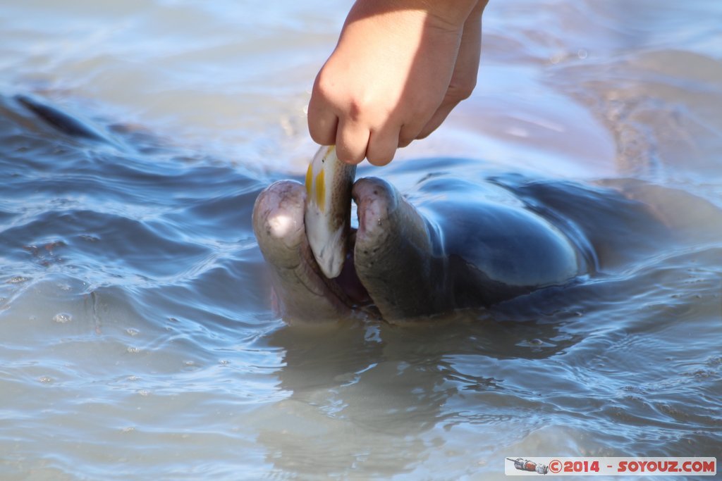 Shark Bay - Monkey Mia - Dolphin
Mots-clés: AUS Australie geo:lat=-25.79302917 geo:lon=113.71974633 geotagged Monkey Mia State of Western Australia Western Australia animals Dauphin patrimoine unesco