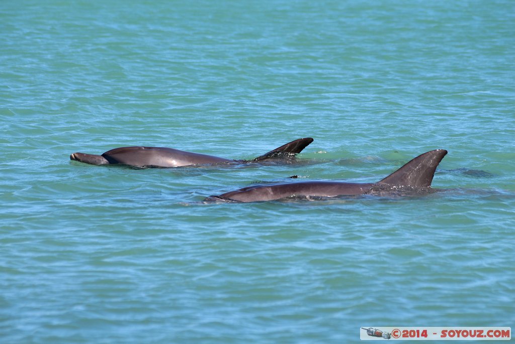 Shark Bay - Monkey Mia - Dolphin
Mots-clés: AUS Australie geo:lat=-25.79296659 geo:lon=113.71960910 geotagged Monkey Mia State of Western Australia Western Australia animals Dauphin patrimoine unesco