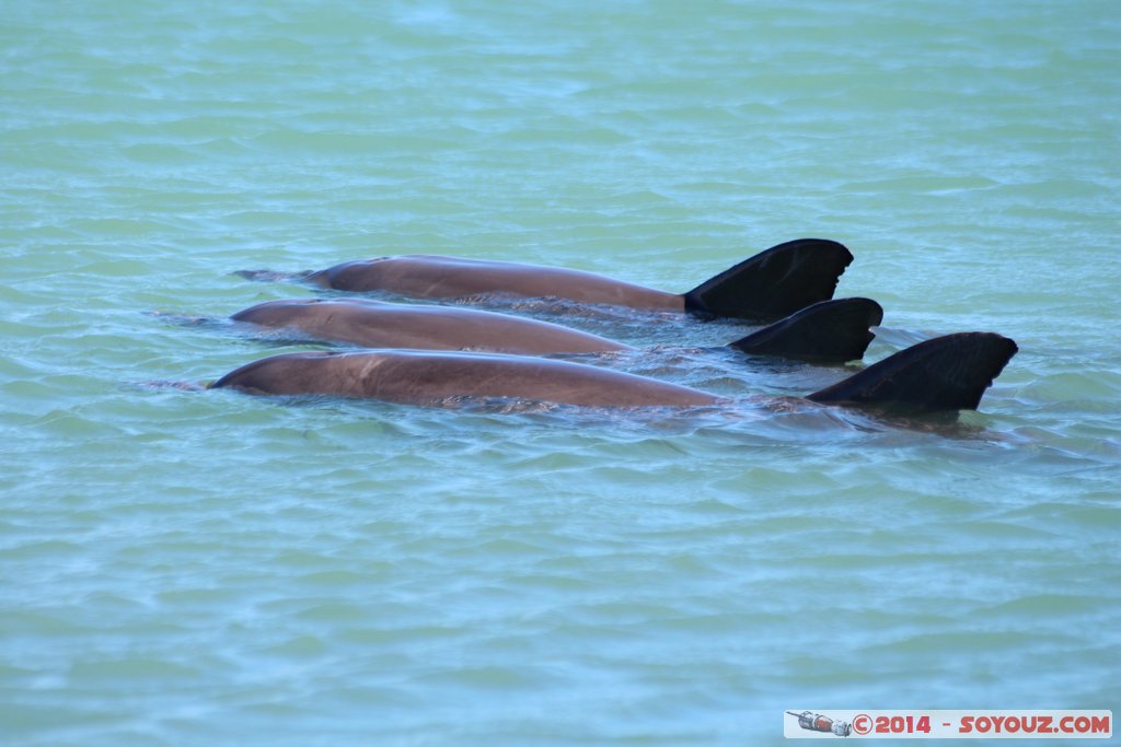 Shark Bay - Monkey Mia - Dolphin
Mots-clés: AUS Australie geo:lat=-25.79296244 geo:lon=113.71960007 geotagged Monkey Mia State of Western Australia Western Australia animals Dauphin patrimoine unesco