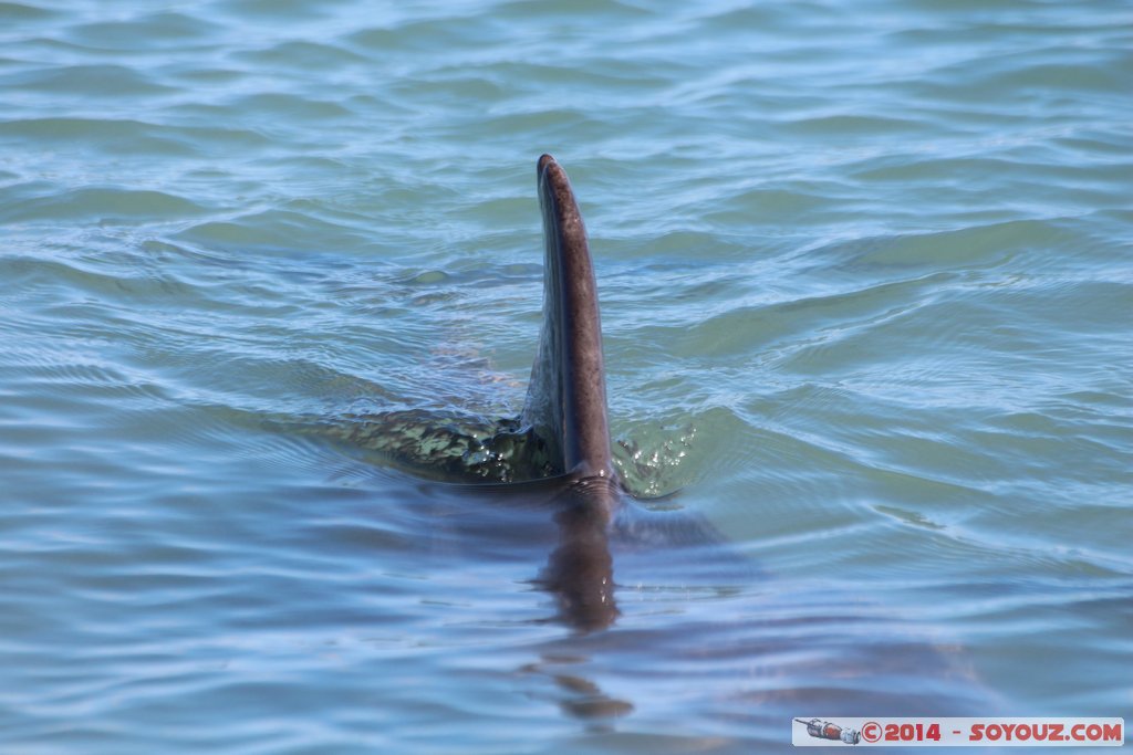 Shark Bay - Monkey Mia - Dolphin
Mots-clés: AUS Australie geo:lat=-25.79295246 geo:lon=113.71959264 geotagged Monkey Mia State of Western Australia Western Australia animals Dauphin patrimoine unesco