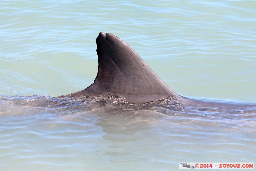 Shark Bay - Monkey Mia - Dolphin
Mots-clés: AUS Australie geo:lat=-25.79295813 geo:lon=113.71965444 geotagged Monkey Mia State of Western Australia Western Australia animals Dauphin patrimoine unesco