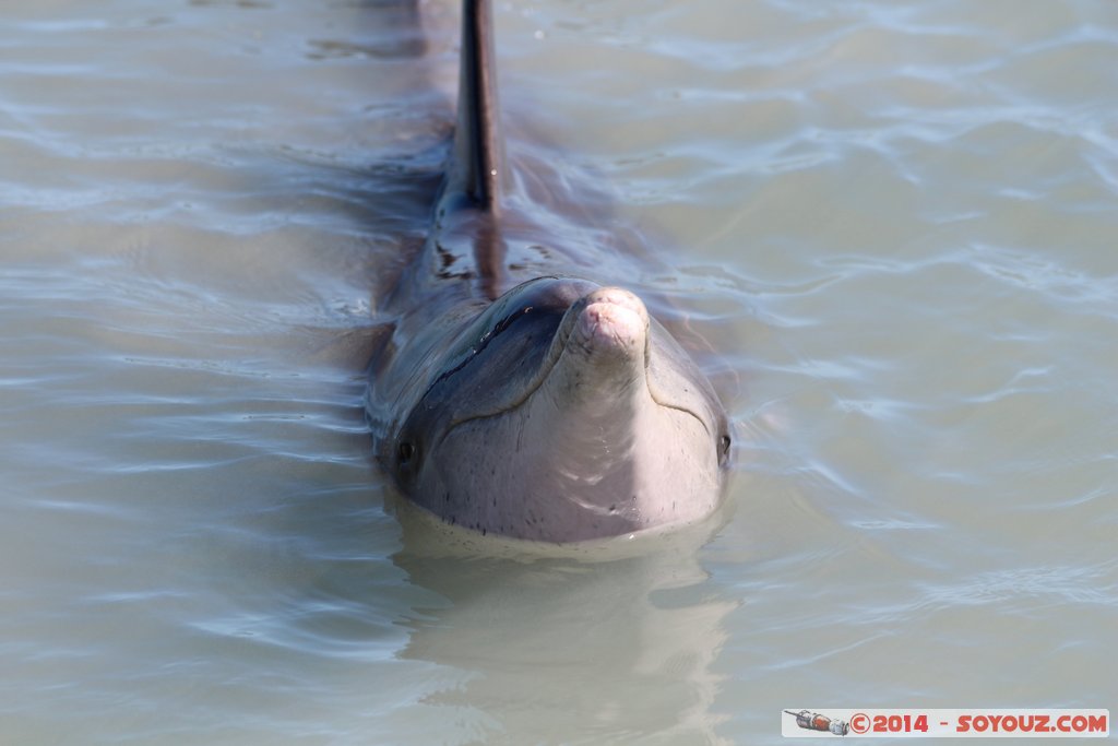 Shark Bay - Monkey Mia - Dolphin
Mots-clés: AUS Australie geo:lat=-25.79297080 geo:lon=113.71961679 geotagged Monkey Mia State of Western Australia Western Australia animals Dauphin patrimoine unesco