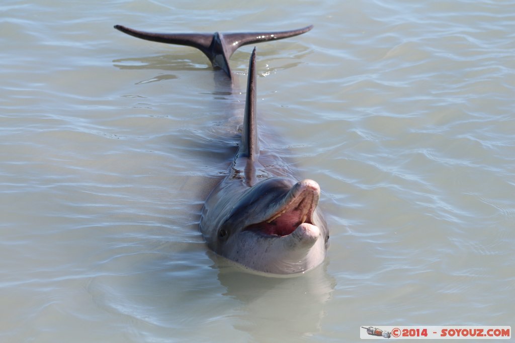 Shark Bay - Monkey Mia - Dolphin
Mots-clés: AUS Australie geo:lat=-25.79297178 geo:lon=113.71961673 geotagged Monkey Mia State of Western Australia Western Australia animals Dauphin patrimoine unesco