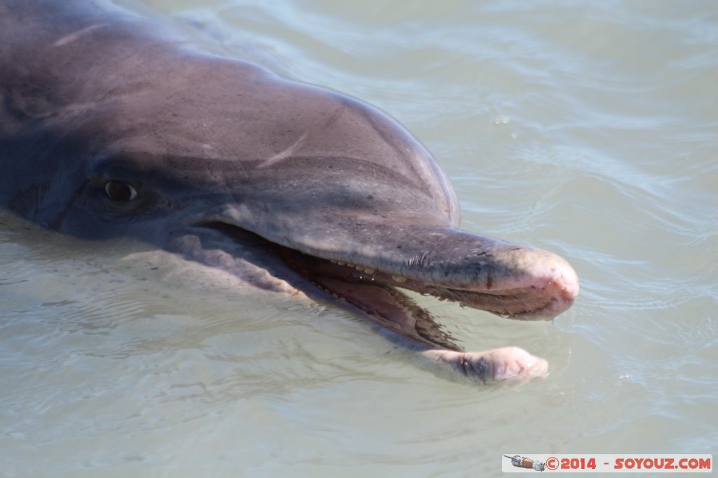 Shark Bay - Monkey Mia - Dolphin
Mots-clés: AUS Australie geo:lat=-25.79297333 geo:lon=113.71961665 geotagged Monkey Mia State of Western Australia Western Australia animals Dauphin patrimoine unesco