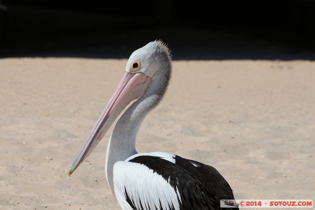 Shark Bay - Monkey Mia - Pelican
Mots-clés: AUS Australie geo:lat=-25.79337275 geo:lon=113.71976225 geotagged Monkey Mia State of Western Australia Western Australia animals patrimoine unesco oiseau pelican