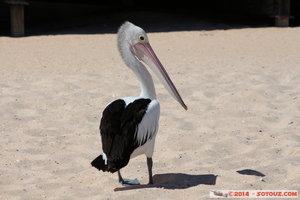 Shark Bay - Monkey Mia - Pelican
Mots-clés: AUS Australie geo:lat=-25.79351500 geo:lon=113.71980800 geotagged Monkey Mia State of Western Australia Western Australia animals patrimoine unesco oiseau pelican