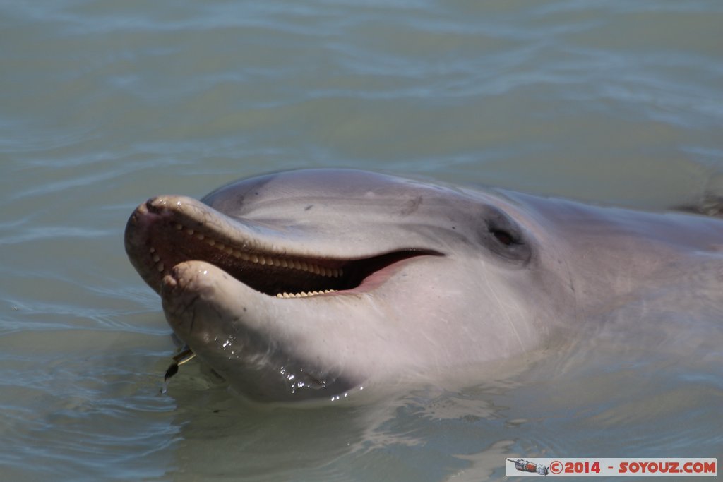 Shark Bay - Monkey Mia - Dolphin
Mots-clés: AUS Australie geo:lat=-25.79302750 geo:lon=113.71968000 geotagged Monkey Mia State of Western Australia Western Australia animals Dauphin patrimoine unesco