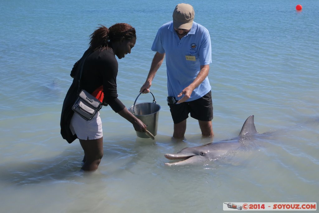 Shark Bay - Monkey Mia - Dolphin feeding
Mots-clés: AUS Australie geo:lat=-25.79297839 geo:lon=113.71961637 geotagged Monkey Mia State of Western Australia animals Dauphin patrimoine unesco