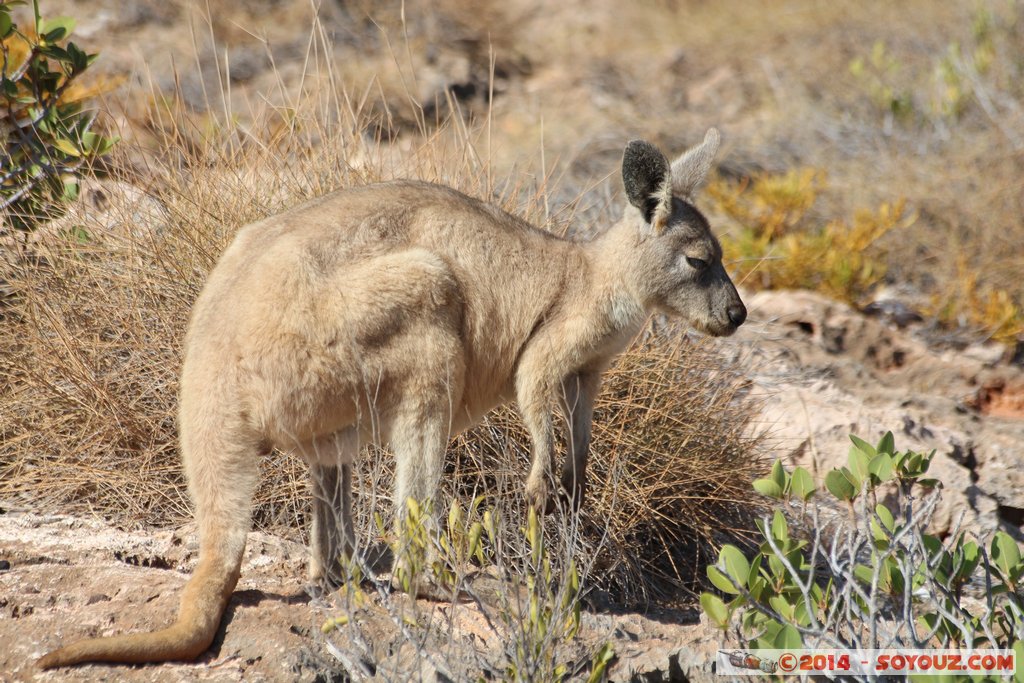 Cap Range National Park - Yardie Creek - Rock Wallaby
Mots-clés: AUS Australie Bundera Bundera geo:lat=-22.32603500 geo:lon=113.81741300 geotagged Western Australia Cap Range Cap Range National Park Yardie Creek Rock Wallaby animals animals Australia Wallaby