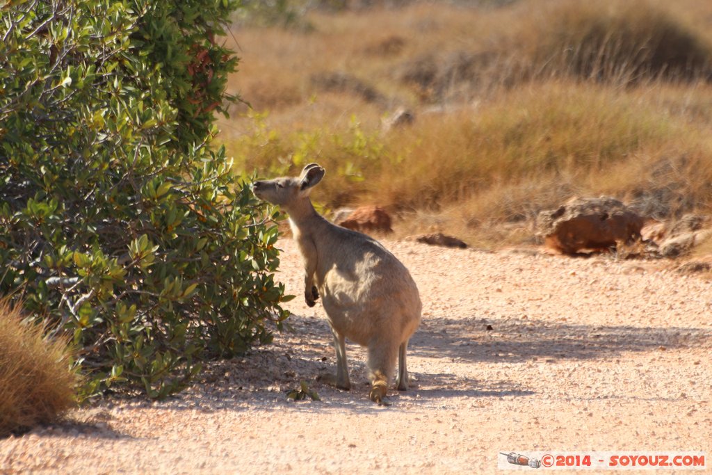 Cap Range National Park - Yardie Creek - Rock Wallaby
Mots-clés: AUS Australie Bundera Bundera geo:lat=-22.32512000 geo:lon=113.81596300 geotagged Western Australia Cap Range Cap Range National Park Yardie Creek Rock Wallaby animals animals Australia Wallaby