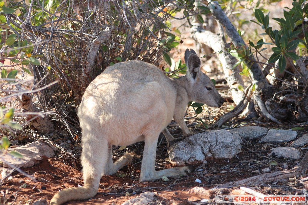 Cap Range National Park - Yardie Creek - Rock Wallaby
Mots-clés: AUS Australie Bundera Bundera geo:lat=-22.32486788 geo:lon=113.81572811 geotagged Western Australia Cap Range Cap Range National Park Yardie Creek Rock Wallaby animals animals Australia Wallaby