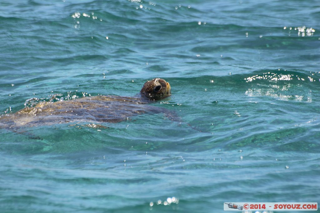 Coral Bay - Sea Turtle
Mots-clés: AUS Australie Coral Bay geo:lat=-23.11814444 geo:lon=113.74539944 geotagged Western Australia Cap Range Tortue patrimoine unesco