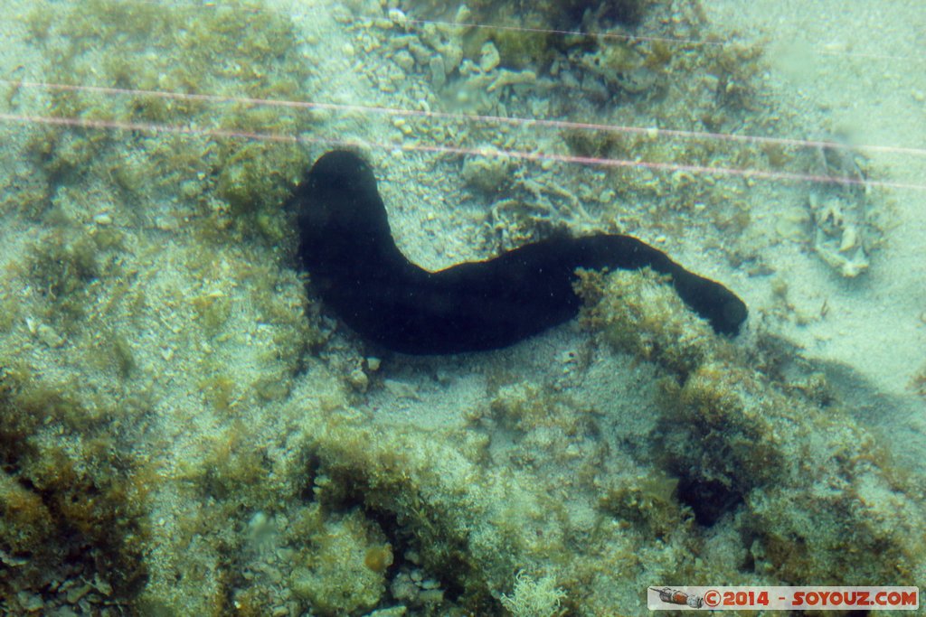 Coral Bay
Mots-clés: AUS Australie Coral Bay geo:lat=-23.11805267 geo:lon=113.74535533 geotagged Western Australia Cap Range sous-marin