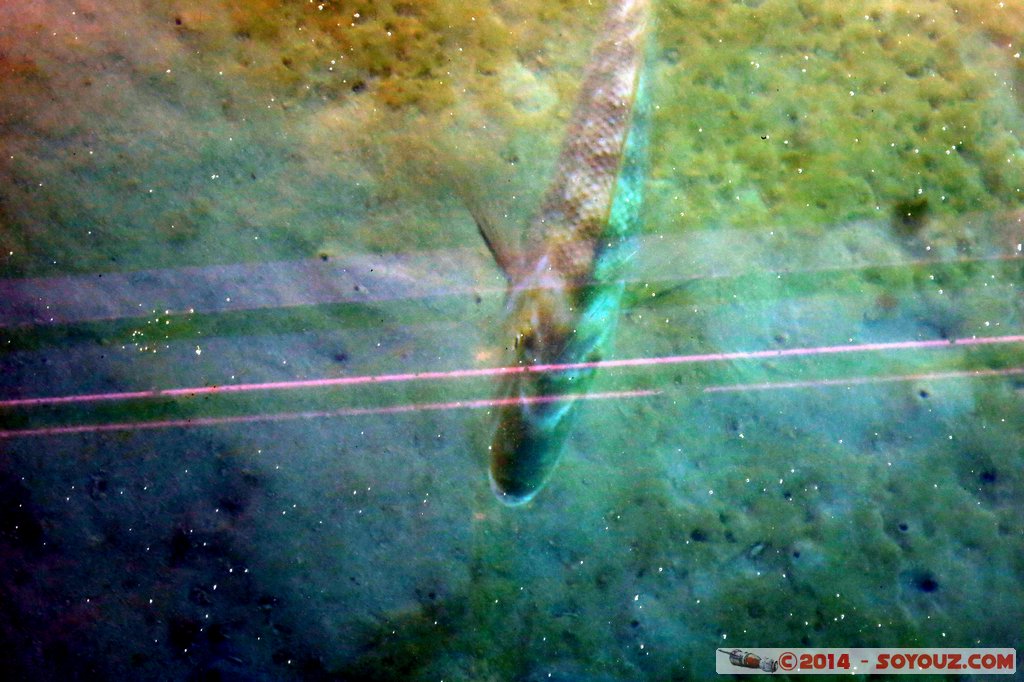 Coral Bay - Fish
Mots-clés: AUS Australie Coral Bay geo:lat=-23.11774200 geo:lon=113.74601700 geotagged Western Australia Cap Range sous-marin Poisson animals