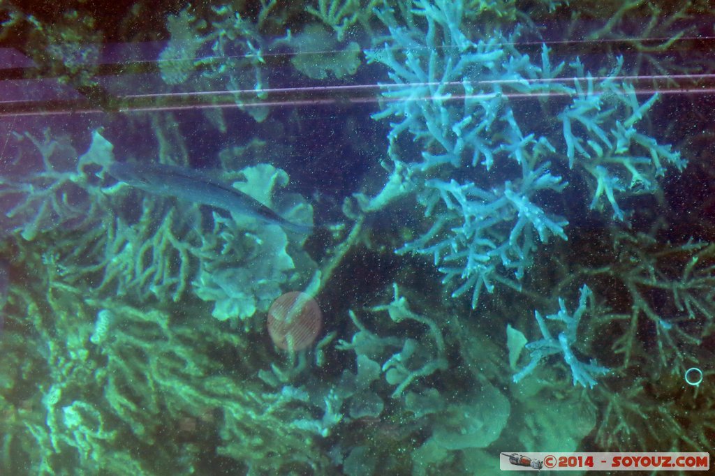 Coral Bay - Corals
Mots-clés: AUS Australie Coral Bay geo:lat=-23.13295196 geo:lon=113.75376976 geotagged Western Australia Cap Range sous-marin Corail patrimoine unesco