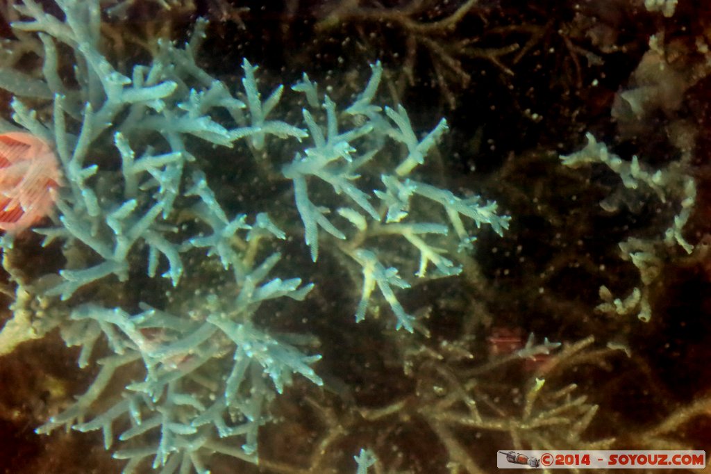 Coral Bay - Corals
Mots-clés: AUS Australie Coral Bay geo:lat=-23.13292800 geo:lon=113.75375077 geotagged Western Australia Cap Range sous-marin Corail patrimoine unesco