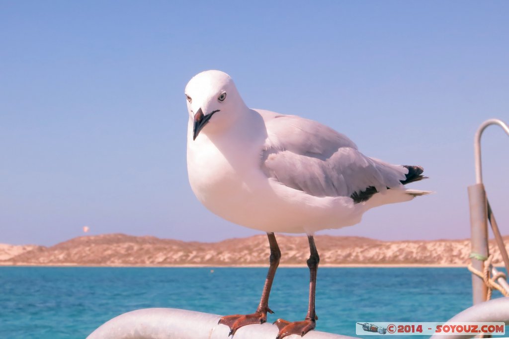 Coral Bay - Seagull
Mots-clés: AUS Australie Coral Bay geo:lat=-23.14259300 geo:lon=113.77169700 geotagged Western Australia Cap Range oiseau Mouette animals