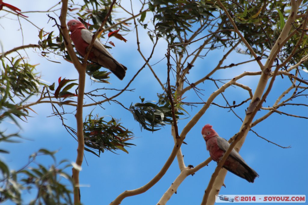 New Norcia - Galah cockatoo
Mots-clés: AUS Australie geo:lat=-30.97192125 geo:lon=116.21374850 geotagged New Norcia Western Australia Monastere oiseau animals Galah cockatoo