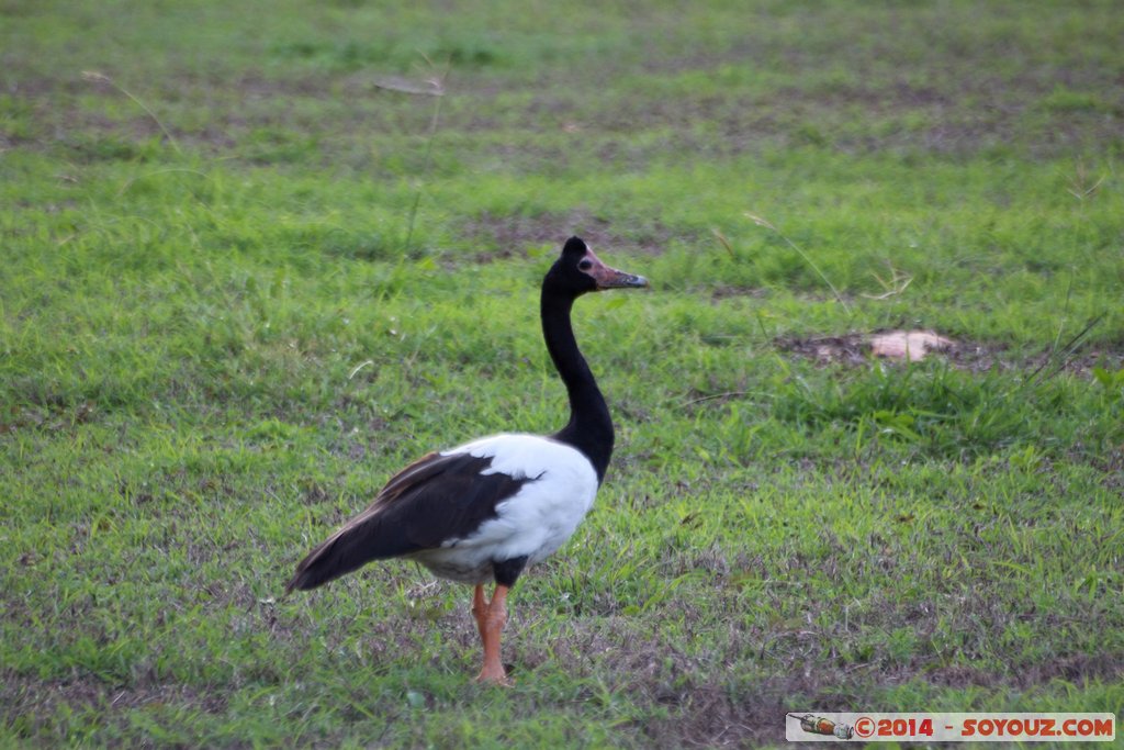 Darwin - Larrakeyah - Mapgie Goose
Mots-clés: AUS Australie geo:lat=-12.45213300 geo:lon=130.83010000 geotagged Larrakeyah Northern Territory The Gardens oie oiseau