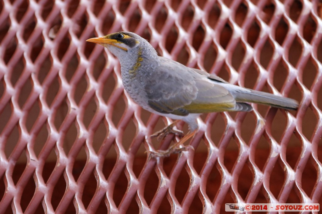 Kata Tjuta / The Olgas - Noisy Miner
Mots-clés: AUS Australie geo:lat=-25.35105057 geo:lon=130.78660057 geotagged Northern Territory Uluru - Kata Tjuta National Park animals oiseau Noisy Miner