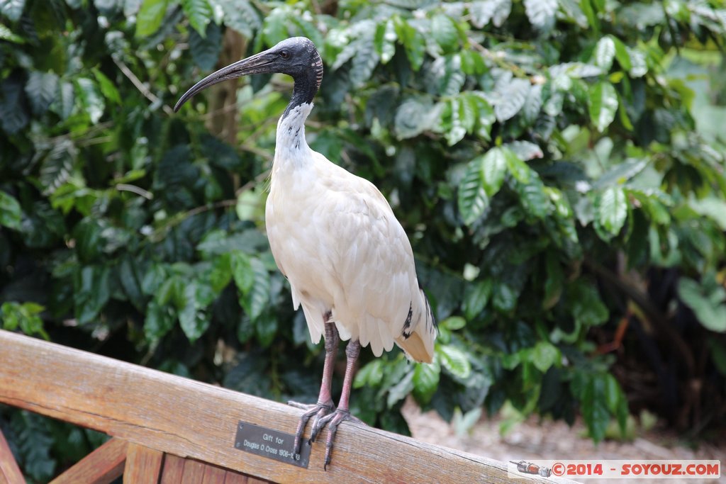 Sydney - Royal Botanic Gardens - Australian White Ibis
Mots-clés: AUS Australie geo:lat=-33.86361400 geo:lon=151.21556460 geotagged New South Wales Sydney Central Business District Woolloomooloo Sydney Parc Australian White Ibis animals animals Australia oiseau