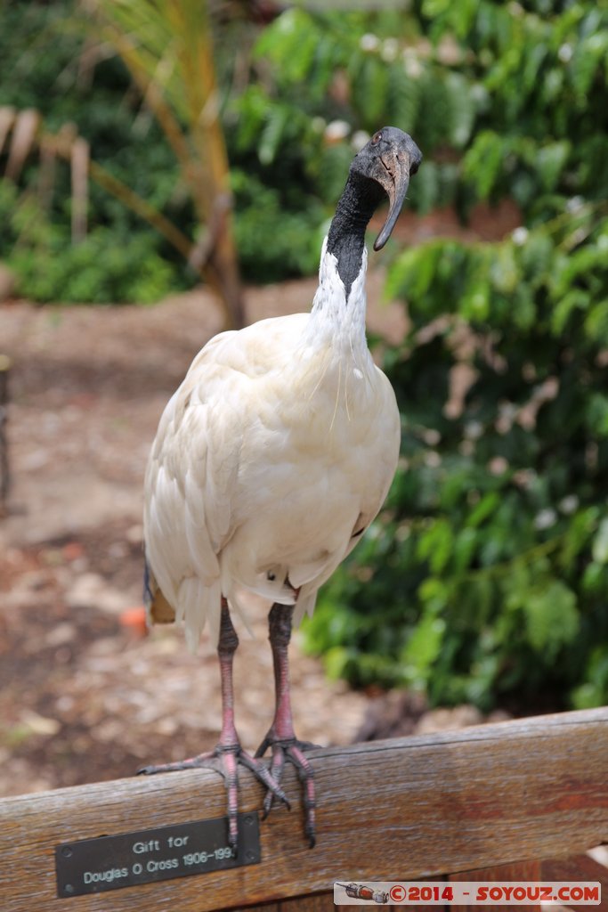 Sydney - Royal Botanic Gardens - Australian White Ibis
Mots-clés: AUS Australie geo:lat=-33.86348624 geo:lon=151.21544653 geotagged New South Wales Sydney Central Business District The Rocks Sydney Parc Australian White Ibis animals animals Australia oiseau