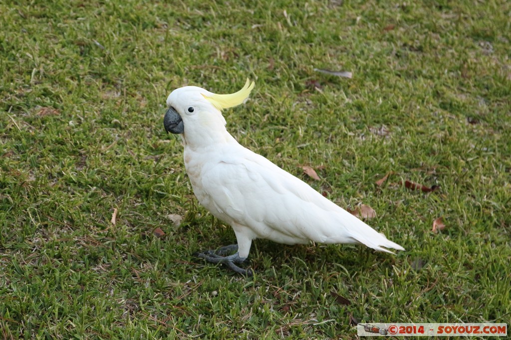 Manly - Sulphur-crested cockatoo
Mots-clés: AUS Australie geo:lat=-33.80478962 geo:lon=151.29325212 geotagged Manly New South Wales animals animals Australia oiseau cockatoo