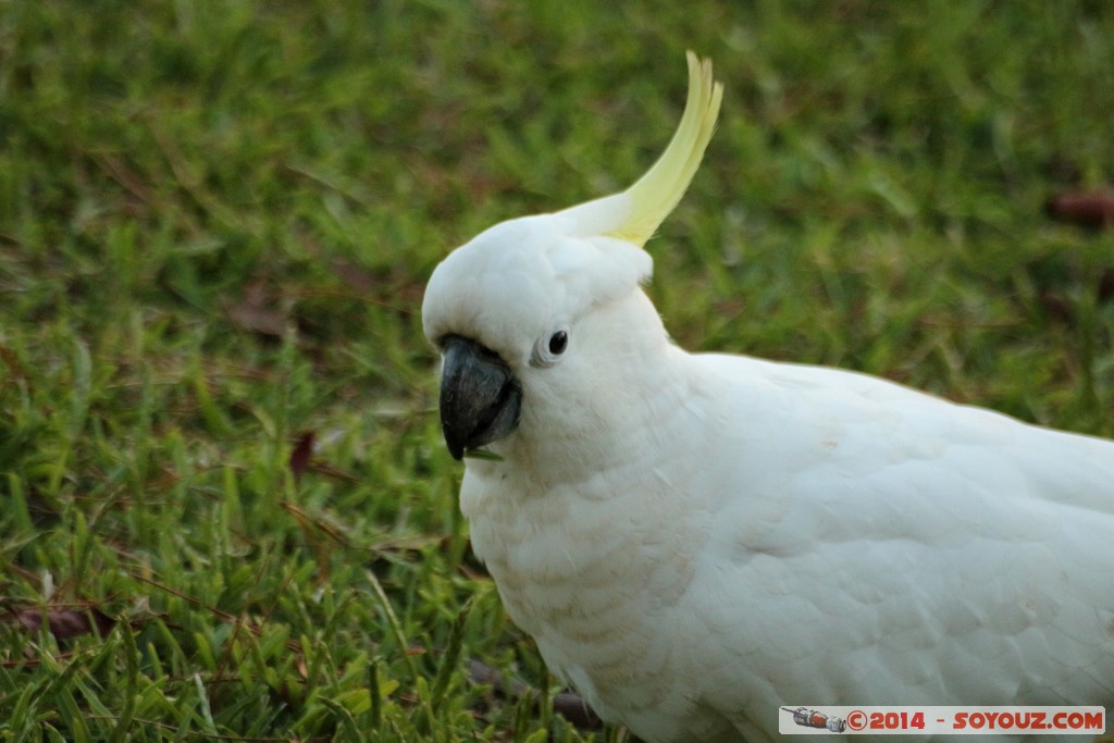 Manly - Sulphur-crested cockatoo
Mots-clés: AUS Australie geo:lat=-33.80477300 geo:lon=151.29322667 geotagged Manly New South Wales animals animals Australia oiseau cockatoo