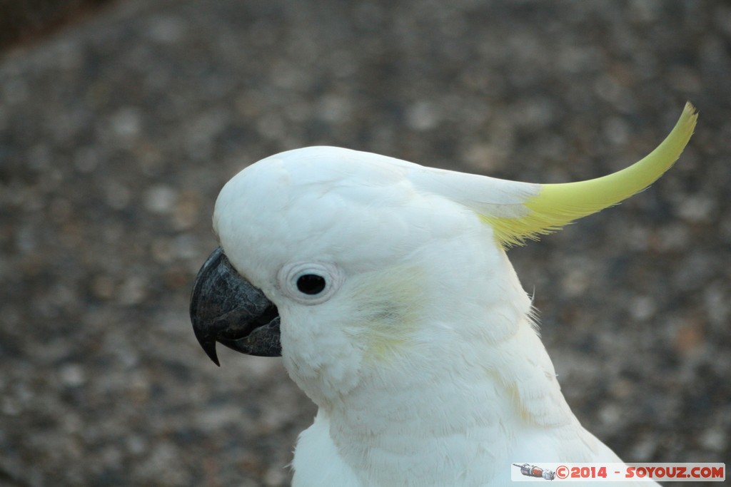 Manly - Sulphur-crested cockatoo
Mots-clés: AUS Australie geo:lat=-33.80480062 geo:lon=151.29312603 geotagged Manly New South Wales animals animals Australia oiseau cockatoo