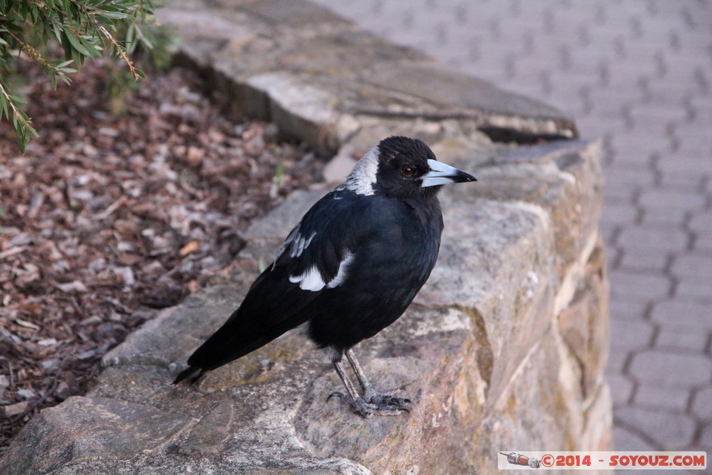 Canberra - Mount Ainslie - Magpie
Mots-clés: Ainslie AUS Australian Capital Territory Australie geo:lat=-35.27039291 geo:lon=149.15799882 geotagged Mount Ainslie animals oiseau Magpie