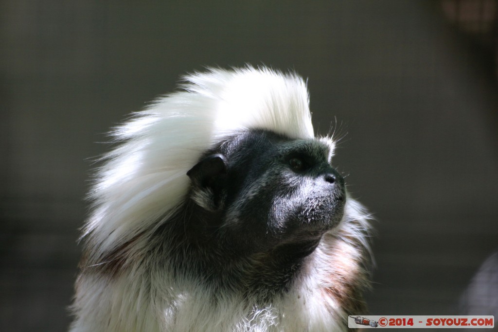 Canberra Zoo - Tamarin
Mots-clés: AUS Australian Capital Territory Australie Curtin geo:lat=-35.29969062 geo:lon=149.06970387 geotagged animals singes Tamarin