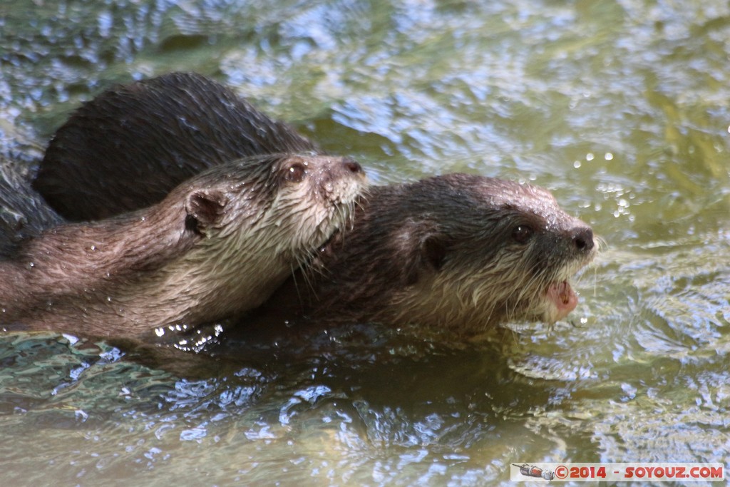 Canberra Zoo - Otter
Mots-clés: AUS Australian Capital Territory Australie Curtin geo:lat=-35.29982532 geo:lon=149.06958607 geotagged animals Loutre