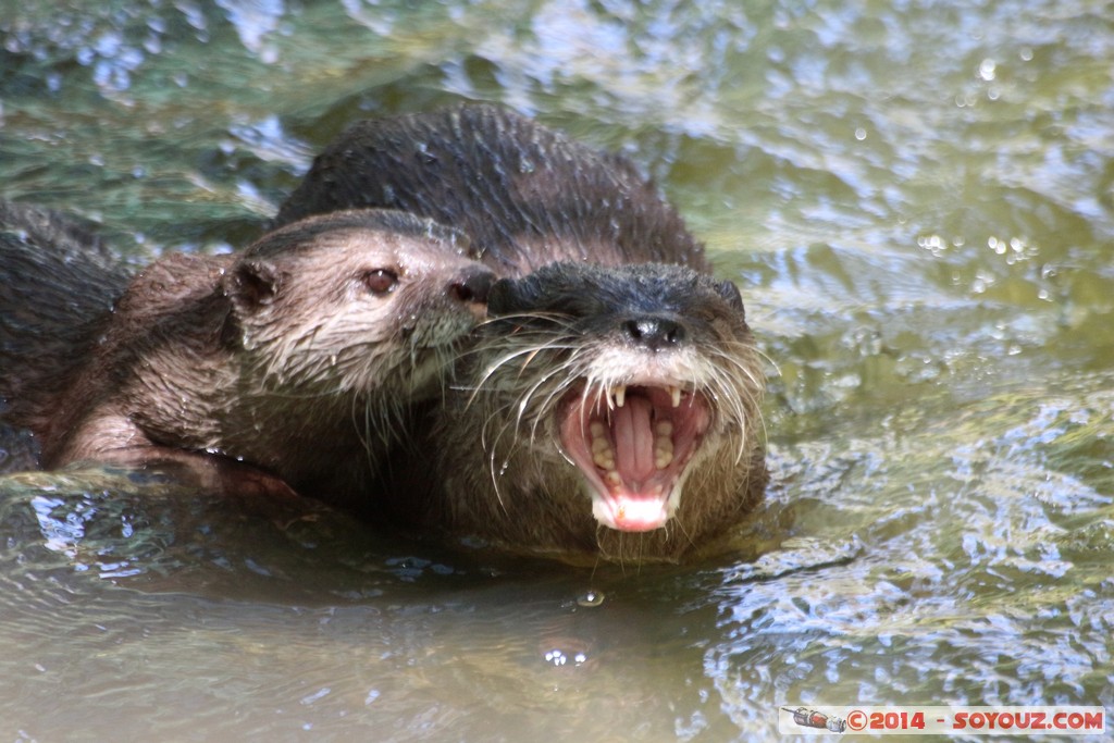 Canberra Zoo - Otter
Mots-clés: AUS Australian Capital Territory Australie Curtin geo:lat=-35.29982471 geo:lon=149.06958532 geotagged animals Loutre