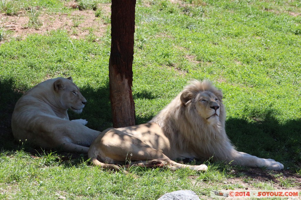 Canberra Zoo - White Lion
Mots-clés: AUS Australian Capital Territory Australie Curtin geo:lat=-35.30001256 geo:lon=149.07007750 geotagged animals Lion