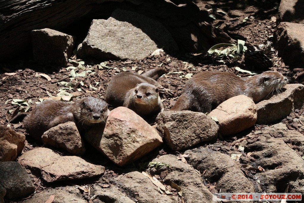 Canberra Zoo - Otter
Mots-clés: AUS Australian Capital Territory Australie Curtin geo:lat=-35.30004476 geo:lon=149.06951238 geotagged animals Loutre