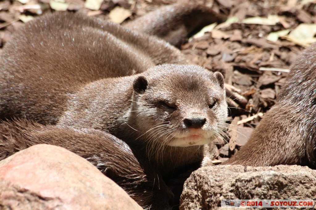 Canberra Zoo - Otter
Mots-clés: AUS Australian Capital Territory Australie Curtin geo:lat=-35.30007119 geo:lon=149.06950310 geotagged animals Loutre