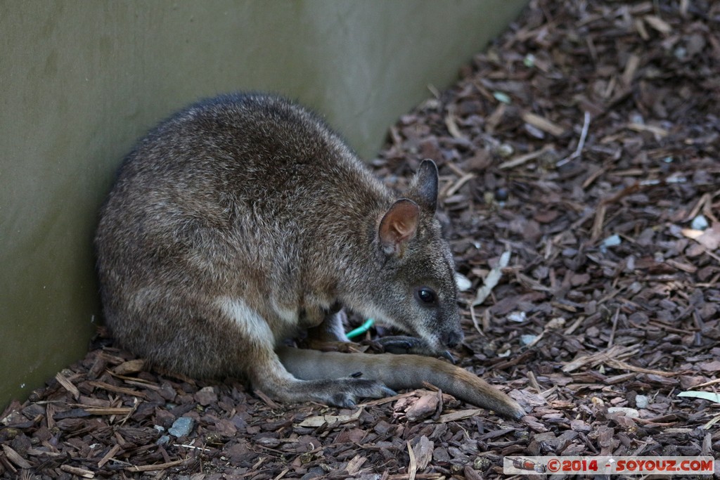 Canberra Zoo
Mots-clés: AUS Australian Capital Territory Australie Curtin geo:lat=-35.30050321 geo:lon=149.06931226 geotagged animals Wallaby animals Australia