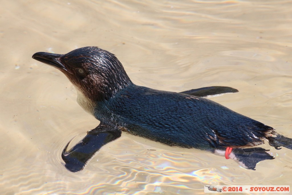 Canberra Zoo - Little Penguin
Mots-clés: AUS Australian Capital Territory Australie Curtin geo:lat=-35.30040924 geo:lon=149.06875453 geotagged animals Manchot pygmee