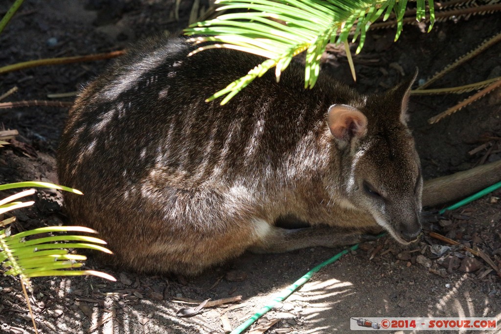 Canberra Zoo
Mots-clés: AUS Australian Capital Territory Australie Curtin geo:lat=-35.30055482 geo:lon=149.06930639 geotagged animals Wallaby animals Australia