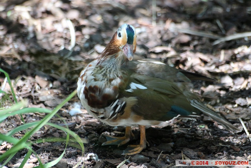 Canberra Zoo - Duck
Mots-clés: AUS Australian Capital Territory Australie Curtin geo:lat=-35.30062575 geo:lon=149.06943575 geotagged animals oiseau canard