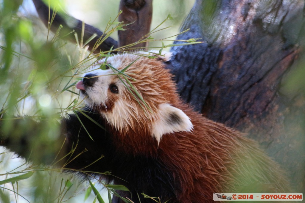 Canberra Zoo - Red panda (Firefox)
Mots-clés: AUS Australian Capital Territory Australie Curtin geo:lat=-35.30070000 geo:lon=149.06944000 geotagged animals panda roux