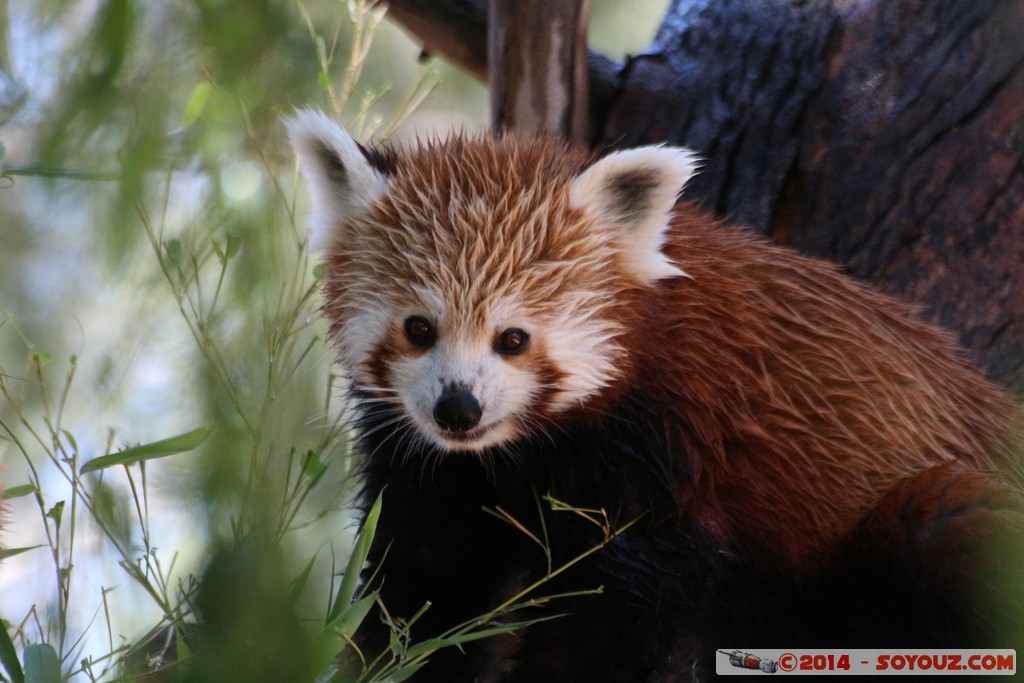 Canberra Zoo - Red panda (Firefox)
Mots-clés: AUS Australian Capital Territory Australie Curtin geo:lat=-35.30070093 geo:lon=149.06943693 geotagged animals panda roux