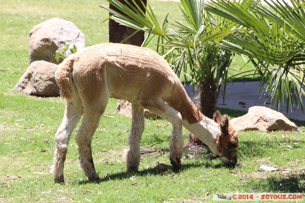 Canberra Zoo - Lama
Mots-clés: AUS Australian Capital Territory Australie Curtin geo:lat=-35.30102314 geo:lon=149.06934800 geotagged animals Lama